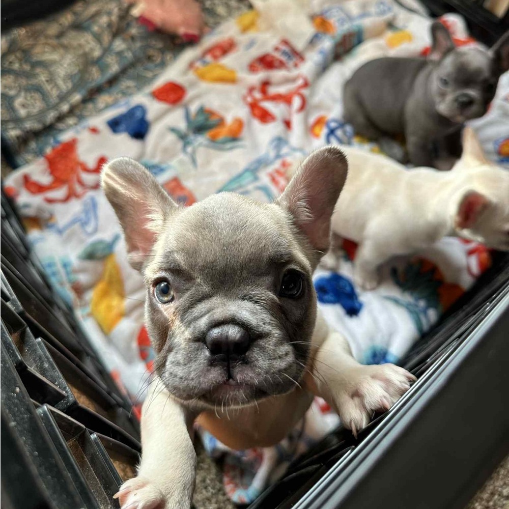 Meet your Posher, Kara